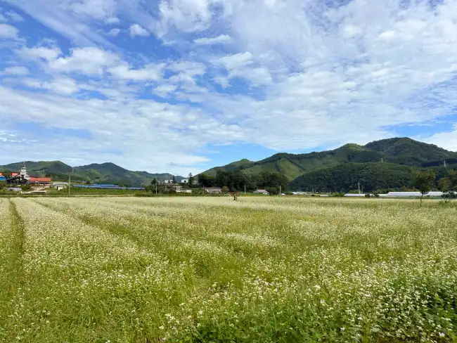 홍천동키마을 주변 메밀밭