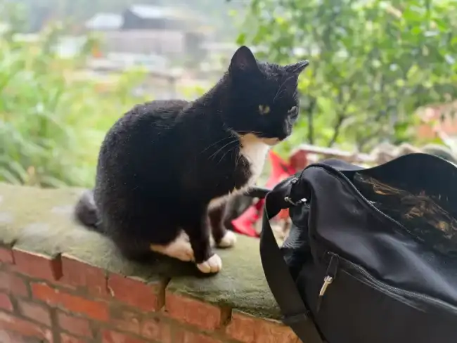 허우통 고양이
